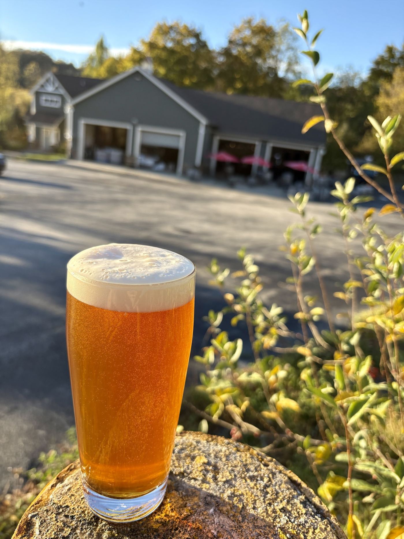 A fresh pint in the sun with the brewery in the background